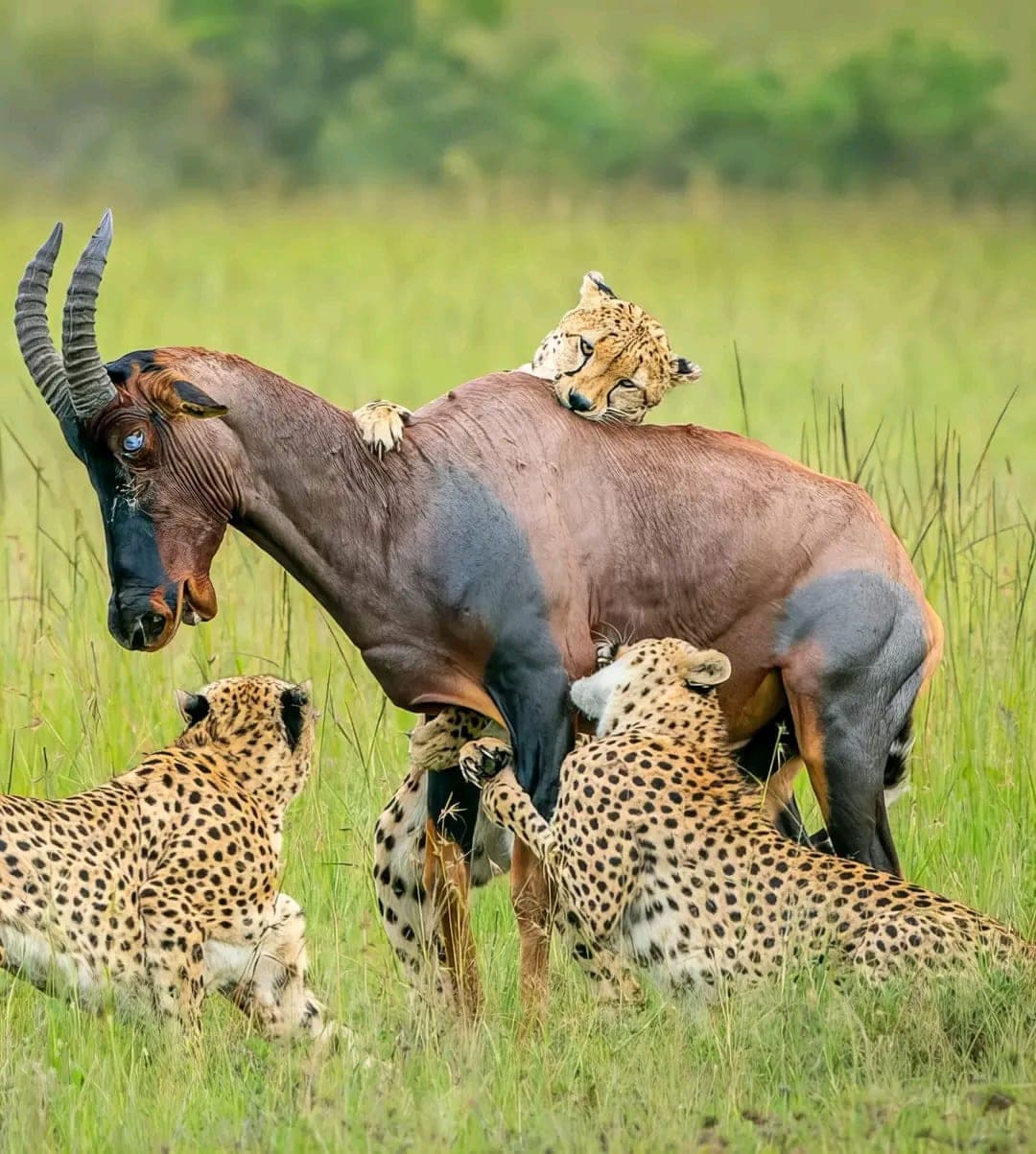 Cheetah coalition bringing down a topi on the Mara
