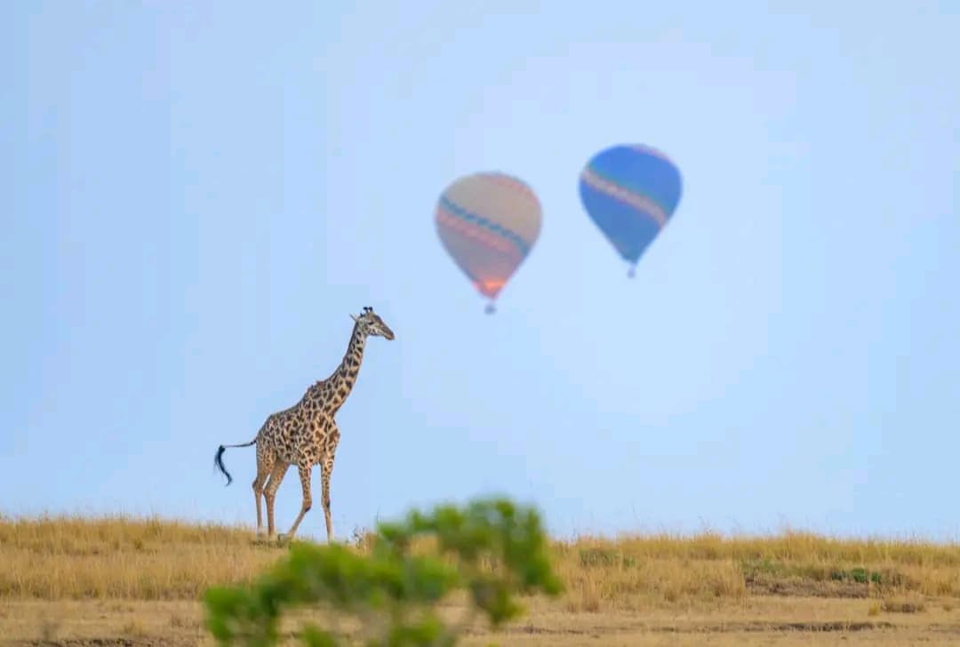 Maasai giraffe with hot air balloons over the Mara