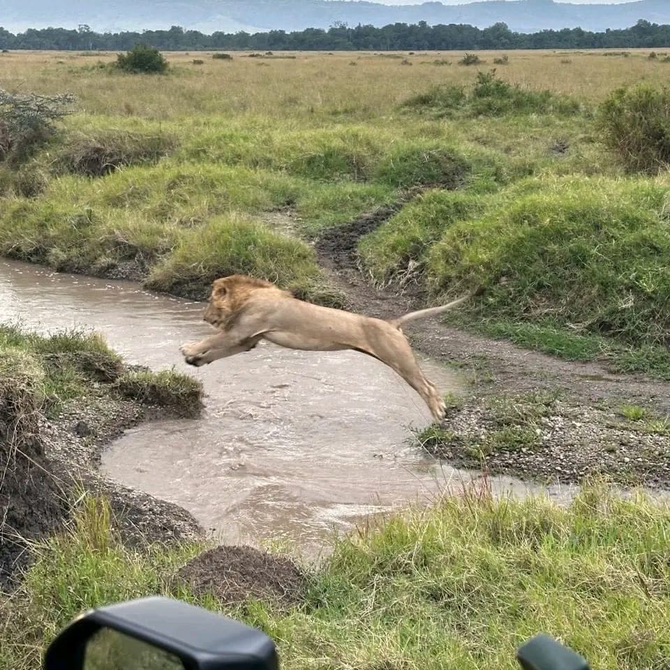 Male lion leaping a small Mara river