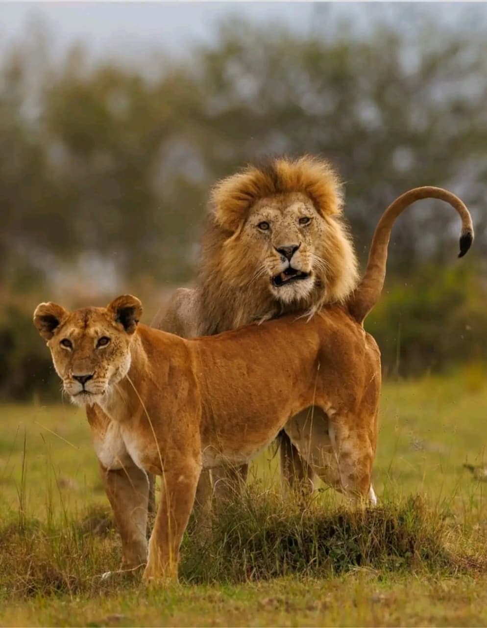 Male lion and lioness on the Maasai Mara plains