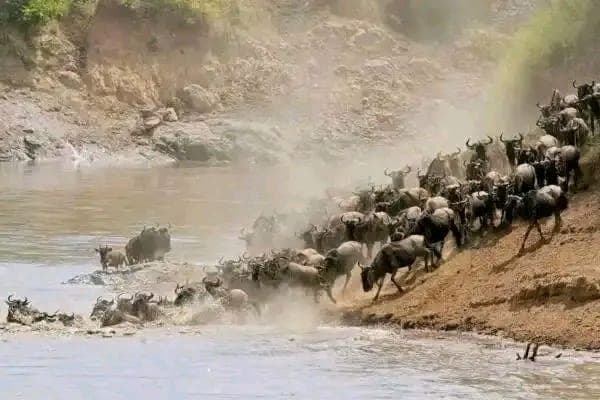 Wildebeest crossing the Mara River during the Great Migration on a private Oloishuro Tours safari